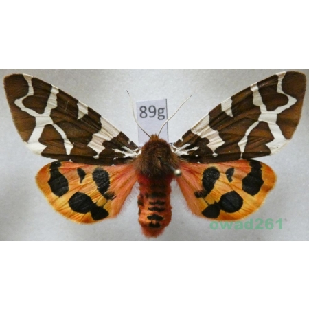 Arctia caja (Linnaeus, 1758) Niedźwiedziówka kaja female Poland89g